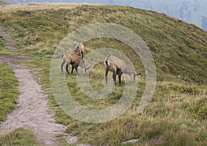 Group of Tatra chamois, rupicapra rupicapra tatrica grazing standing on a footpath at summer mountain meadow in Low