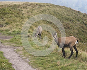 Group of Tatra chamois, rupicapra rupicapra tatrica grazing standing on a footpath at summer mountain meadow in Low