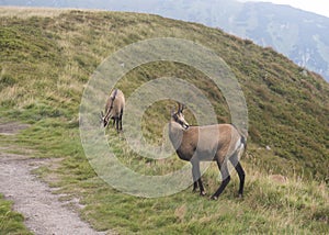 Group of Tatra chamois, rupicapra rupicapra tatrica grazing standing on a footpath at summer mountain meadow in Low