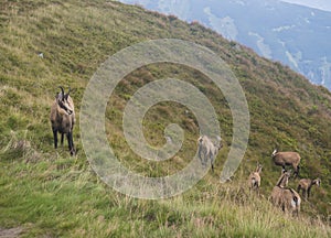 Group of Tatra chamois, rupicapra rupicapra tatrica standing on a summer mountain meadow in Low Tatras National park in