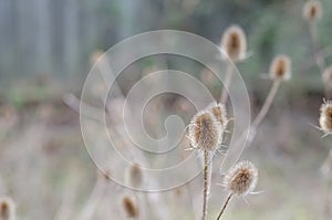 Teasels during Winter