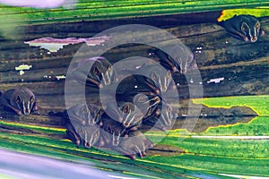 Group of Tent-making Bat (Uroderma bilobatum) roosting in a palm frond, taken in Costa Rica