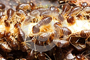 Group of termite