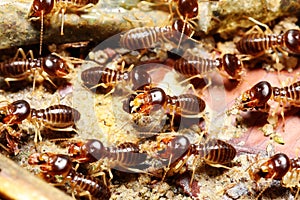Group of termite