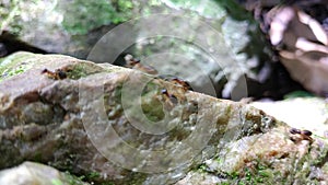 Group of termite walking on rock with moss