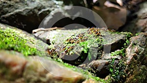 Group of termite walking on rock with moss