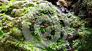 Group of termite walking on rock with moss