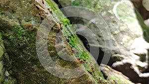 Group of termite walking on rock with moss