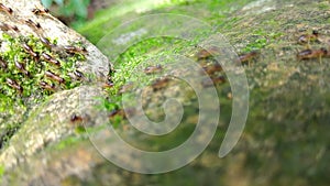 Group of termite walking on rock with moss