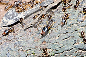 Group of termite wood eater