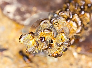 Group of termite