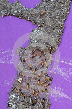 Group of termites workers