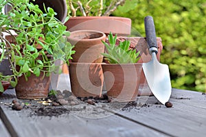 group of terra cotta flower pots and succulent plant on a garden