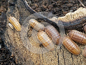 D91 P1010111 pill bugs Armadillidium nasatum peach colour copyright ernie cooper 2019