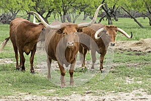 Group of Texas longhorn cattle