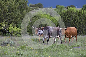 Group of Texas longhorn cattle in brush