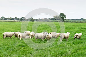 Group of Texelaar sheep in a meadow