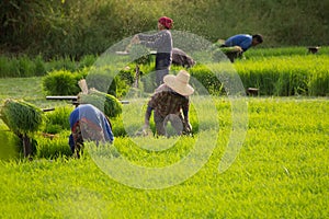 Group of Thai farmers work in rice field