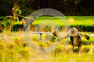 Group of Thai farmers work in rice field