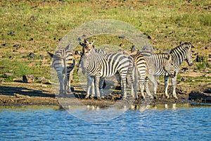Group of thirsty Zebra drinking from a dam during safari in African bushveld