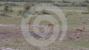 Group Thompson Gazelle Running In The African Savannah, Slow Motion.