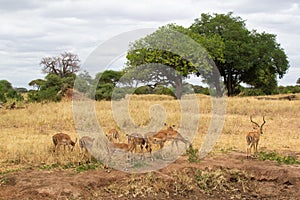 Group of Thompson Gazelles eating pasture in the yellow savannah of Tarangire National Park, in Tanzania