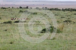 Group of thompson gazelles on the green grass in the Masai Mara, Kenya