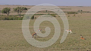 A group of Thomson`s gazelles grazing in the African savannah.