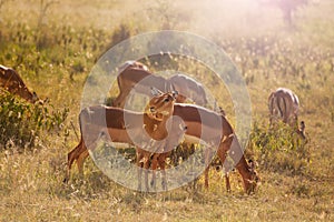 Group of Thomson`s gazellesd on pasture in Kenya