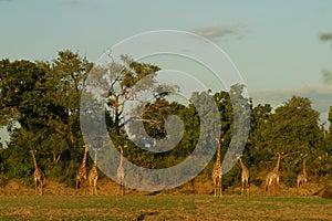Group of Thornycroft Giraffe in Luangwa photo