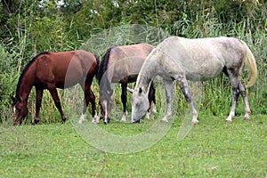 Group of thoroughbred arabian foals and mares grazing fresh gree