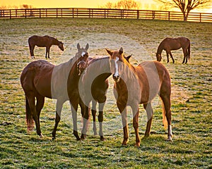 Group of thoroughbred horses looking at camera