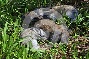 Three grey rabbit cubs