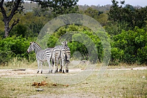 Group of three African Zebras in the wild