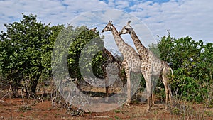 Group of three Angolan giraffes standing in a row in Chobe National Park, Botswana, Africa.