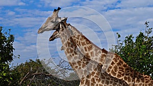 Group of three Angolan giraffes standing side by side with shifted heads in Chobe National Park.