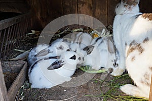 Group of three baby adorable rabbits white and grey Netherlands dwarfs rabbit and white and brown dot baby bunny sitting