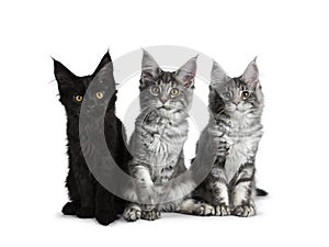 Group of three blue tabby / black solid Maine Coon cat kittens on white background