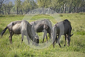 A group of three blue wildebeest grazing in a green summer grassland