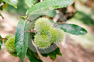 Group of Three Chestnuts in their chestnut tree