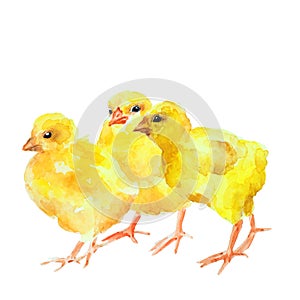 Group of three chickens on white background