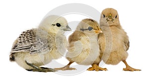 Group of three chicks standing