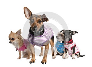 Group of three chihuahua and a