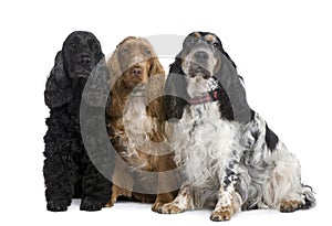 Group of three Cocker Spaniels