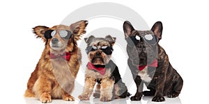 Group of three cool dogs with red bowties photo