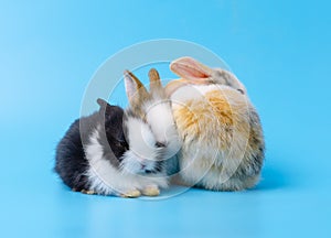 Group of three cute young rabbit sitting on blue background