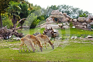 Gruppo da tre cervo alimentazione esame orale giardino zoologico più vicino 