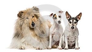 Group of three dogs, isolated on white