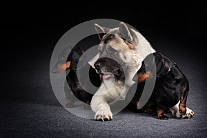 Group of three dogs looking synchronously in one direction