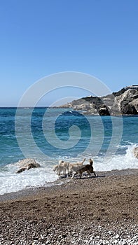 Group of three dogs running and playing on the beach